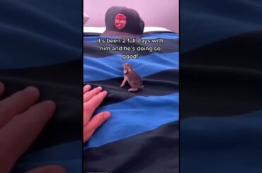 Saving a Baby Rabbit from Cat Attack - #shorts #animals