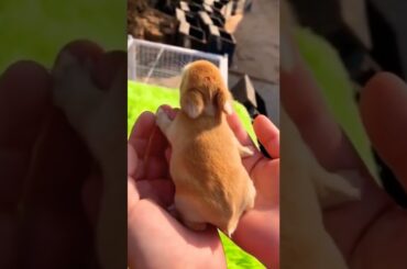 cute bunny. #bunny #cute #cuteanimals cutea