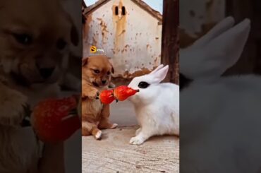 Cute dog & cute Rabbit video #shorts #youtubeshorts