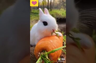 cute rabbit cute animals video#shorts #animals #cuterabbit