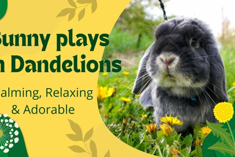 Cute Bunny Plays and Eats Dandelions - Calming and Relaxing