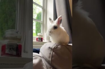Does Your Cute Bunny Do This? .. #bunny #shorts #viral #trending