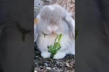 Cute Rabbit Video| #shorts #rabbit