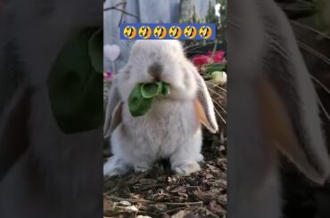 funny animal ||||cute bunny