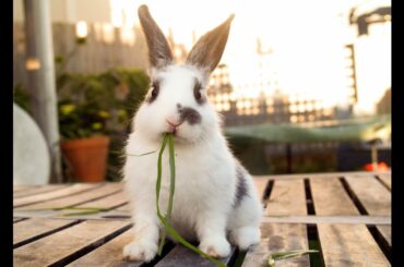 Cute babies sleeping together #shorts #rabbit #youtubeshorts #viral #trending #subscribe