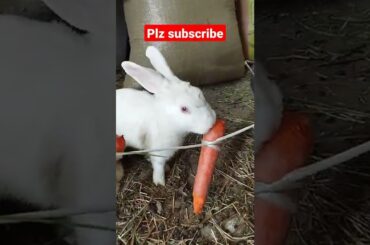 cute bunny male