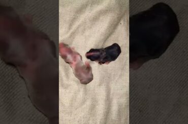 New Born Baby Rabbits | Cute Baby Bunnies #rabbit #short #shorts #cutebunny #babyrabbit #animals