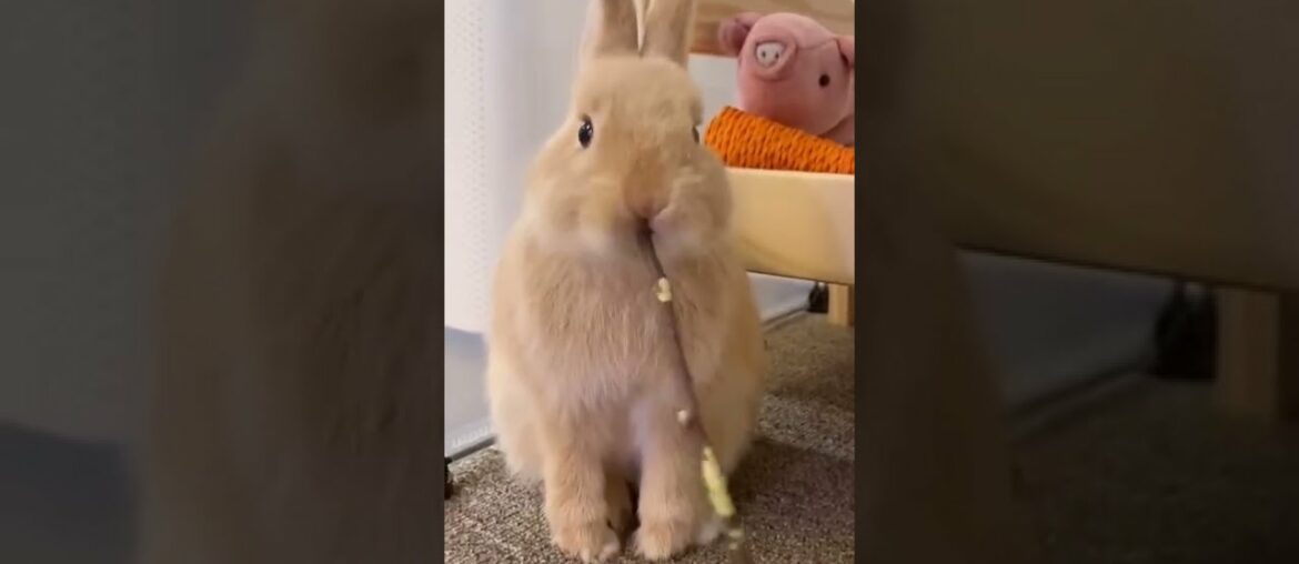 Cute Baby Bunny Dancing #shorts Cute Baby Bunny Dancing #shorts