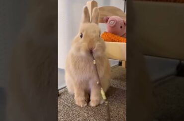 Cute Baby Bunny Dancing #shorts
