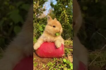 #cute #rabbit