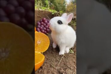 #cute #rabbit