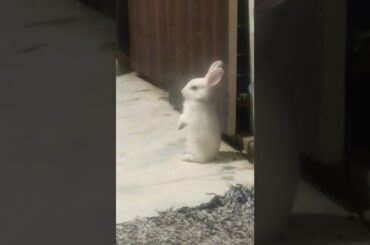 Cute Baby Rabbit | My Bunnies #shorts #short #rabbit #rabbits #cutebunny #bunny #bunnies #animal