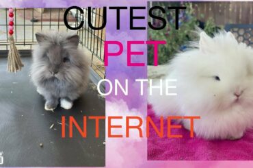 Funny & cute baby bunnies #instagram #tiktok #animals  #bunny #bunnies #rabbit
