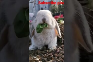 Cute Rabbit #shorts