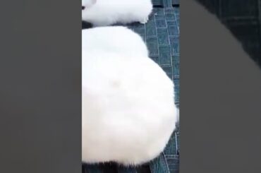 cute Rabbit breeder and bunnies #pets #rabbit #shorts