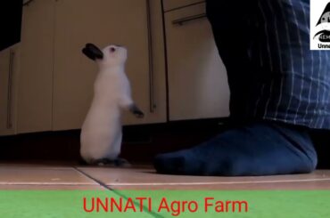 Cute Bunny ll Californian Rabbit ll Funny Bunny Requesting for Food ll Unnati Agro Farm