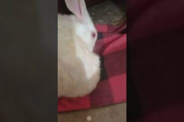 cute rabbit cleaning itself