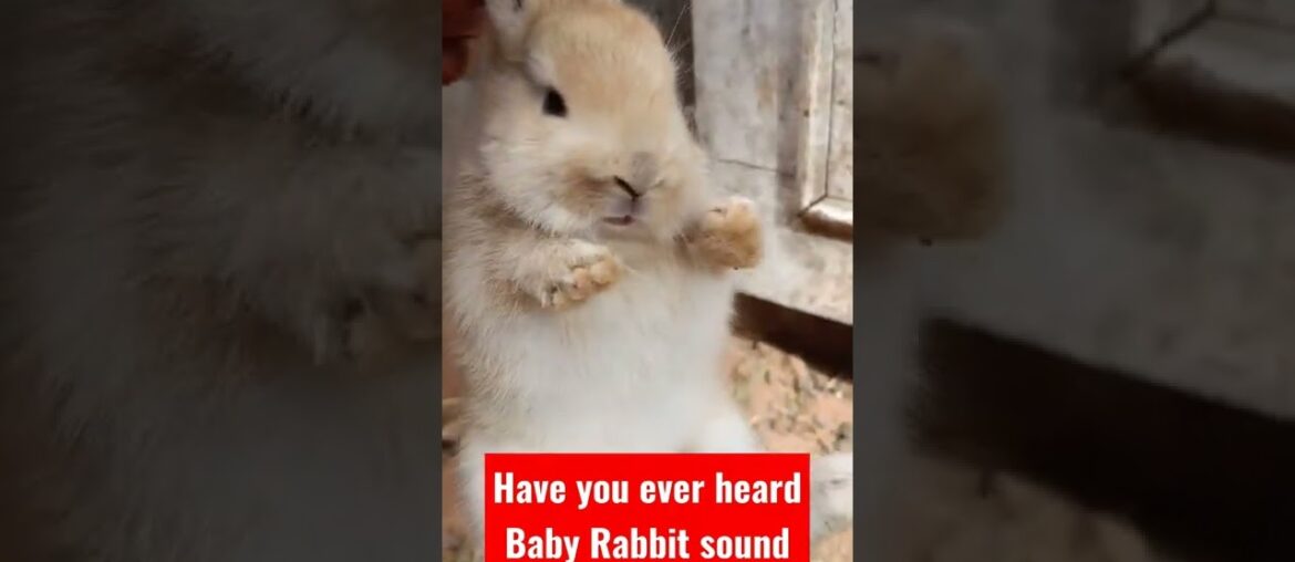 #cute Baby Rabbit Screaming #fly
