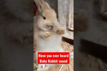 #cute Baby Rabbit Screaming #fly