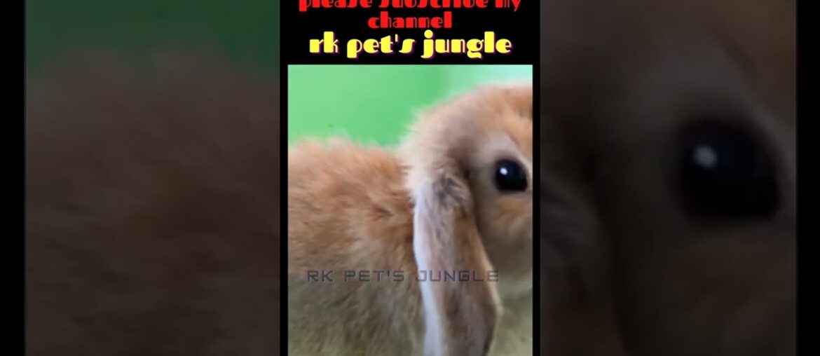 62 cute rabbit!cute rabbit videos!cute rabbit baby #shorts rabbit funny videos,#rkpet'sjungle 62 cute rabbit!cute rabbit videos!cute rabbit baby #shorts rabbit funny videos,#rkpet'sjungle