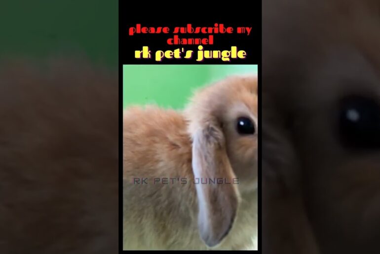 62 cute rabbit!cute rabbit videos!cute rabbit baby #shorts   rabbit funny videos,#rkpet'sjungle