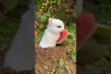 cute rabbit