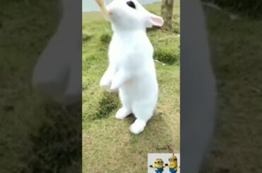 cute rabbit