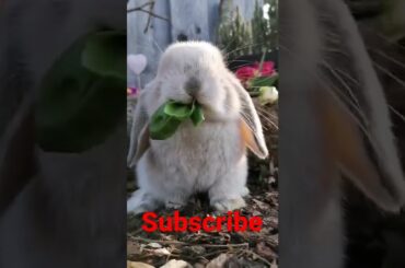 cute rabbit eating #shorts
