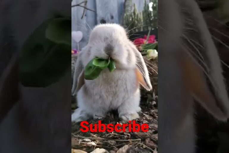 cute rabbit eating #shorts