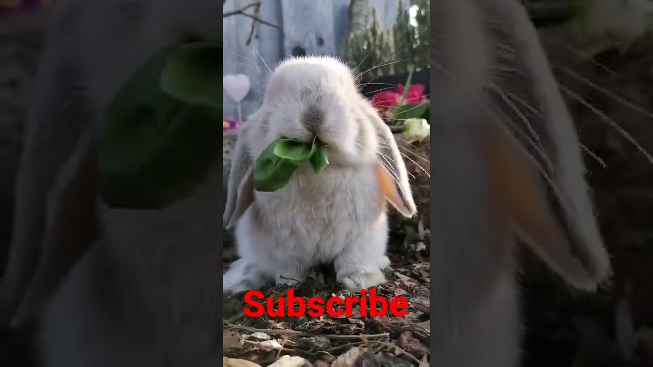 cute rabbit eating #shorts