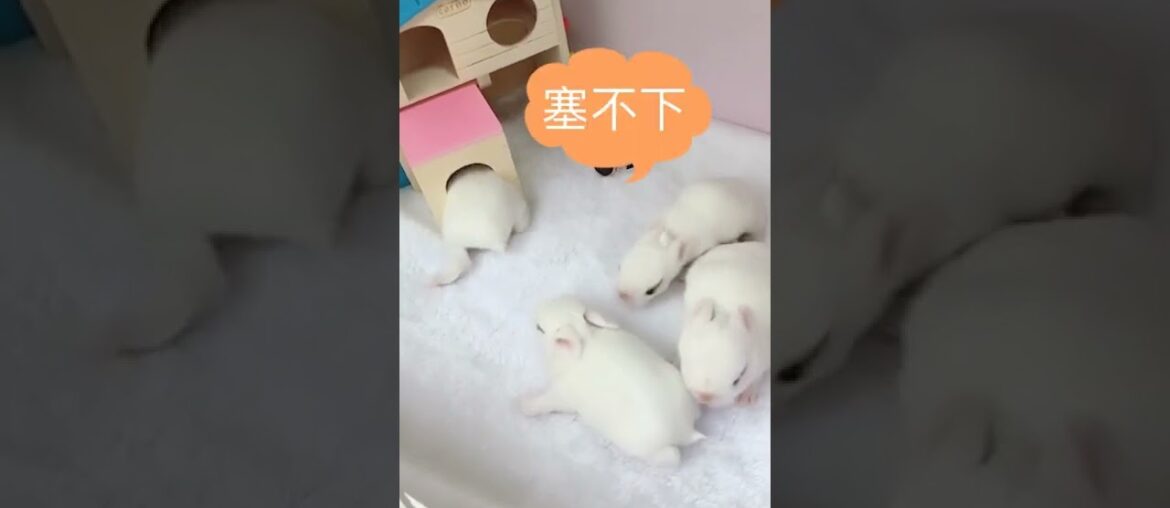 Funny and Cute Baby Bunny Rabbit Videos – Baby Animal Video Compilation Funny and Cute Baby Bunny Rabbit Videos - Baby Animal Video Compilation