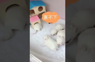Funny and Cute Baby Bunny Rabbit Videos - Baby Animal Video Compilation