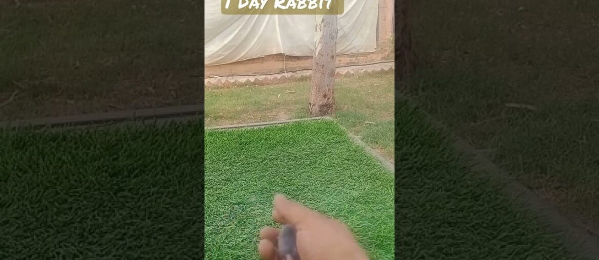#cute #rabbit #business #reels #best#pushpa#apnafarm#farming #cute #rabbit #business #reels #best#pushpa#apnafarm#farming