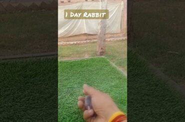 #cute #rabbit #business #reels #best#pushpa#apnafarm#farming