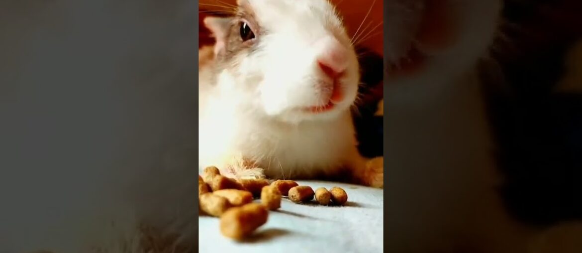 cute rabbit eating. #ashortaday #shorts #youtubeislife #youtubeshorts #subscriber#rabbit #cuterabbit