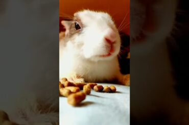 cute rabbit eating. #ashortaday #shorts #youtubeislife #youtubeshorts #subscriber#rabbit #cuterabbit