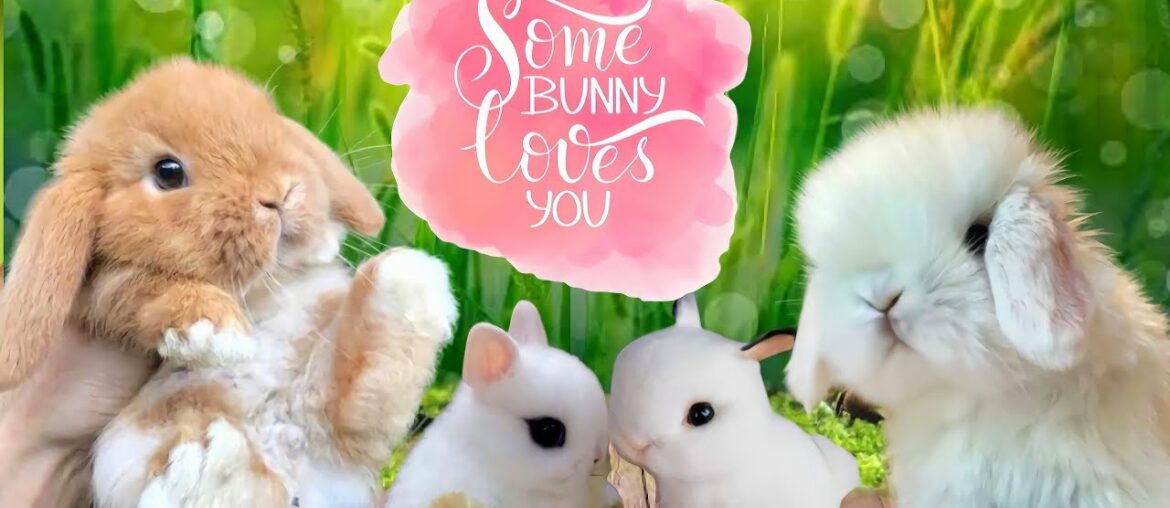 CUTE RABBIT VIDEOS | CUTE BABY BUNNY | FUNNY BUNNY | BONGSKIE RABBITRY CEBU CUTE RABBIT VIDEOS | CUTE BABY BUNNY | FUNNY BUNNY | BONGSKIE RABBITRY CEBU