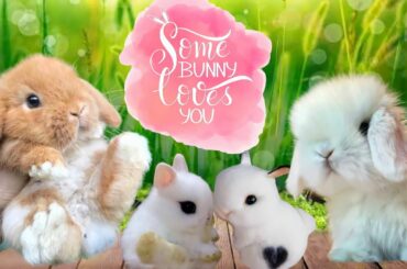 CUTE RABBIT VIDEOS | CUTE BABY BUNNY | FUNNY BUNNY | BONGSKIE RABBITRY CEBU