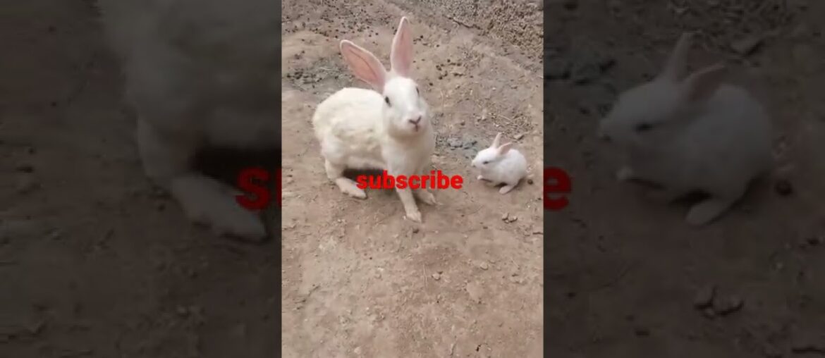 Rabbit Babies Newborn to 15 Days Cutest Baby Bunnies#rabbit #rabitt #rabbitfarming Rabbit Babies Newborn to 15 Days Cutest Baby Bunnies#rabbit #rabitt #rabbitfarming