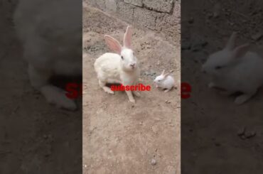 Rabbit Babies Newborn to 15 Days Cutest Baby Bunnies#rabbit #rabitt #rabbitfarming