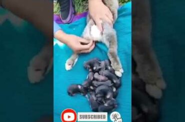 Baby Rabbit - Cute AndFunny Rabbit Videos | Cute Cats Videos | Animals Videos #Short(4)