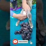 Baby Rabbit - Cute AndFunny Rabbit Videos | Cute Cats Videos | Animals Videos #Short(4)