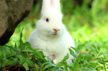 Cute Bunny In Garden City - Bunny Video