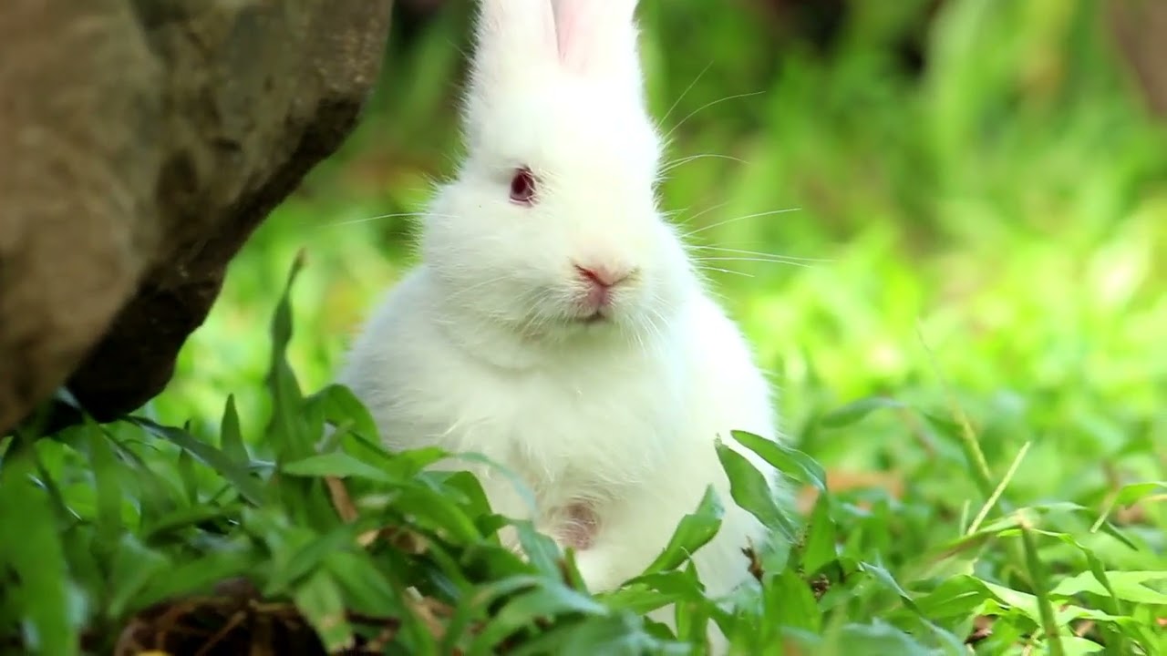 Cute Bunny In Garden City - Bunny Video
