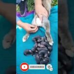 Baby Rabbit - Cute AndFunny Rabbit Videos | Cute Cats Videos | Animals Videos #Short(1)