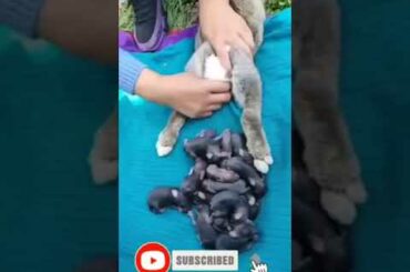 Baby Rabbit - Cute AndFunny Rabbit Videos | Cute Cats Videos | Animals Videos #Short(2)