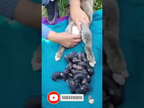 Baby Rabbit - Cute AndFunny Rabbit Videos | Cute Cats Videos | Animals Videos #Short(2)
