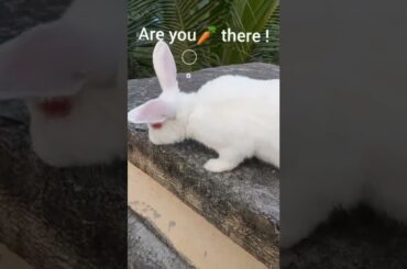 My sweet Rabbit |Funny and Cute Bunny | The Cutest bunny #rabbit | adorable little #bunny #shorts