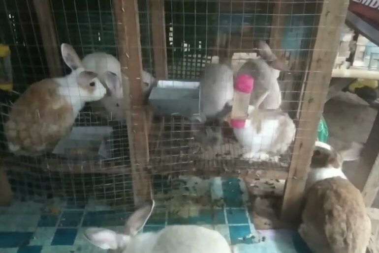Grow your Rabbit rabbit farm, Cute Rabbit