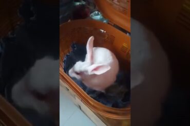 cute rabbit